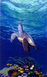 Honu - Hawaiian Sea Turtle