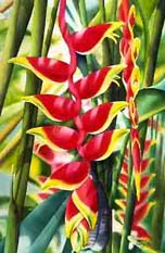 "Hanging Heliconias #1" by Garry Palm